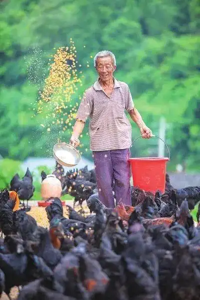 百名记者进百村|大英县回马镇金山村:12个"五年计划"让金山村变"金山"