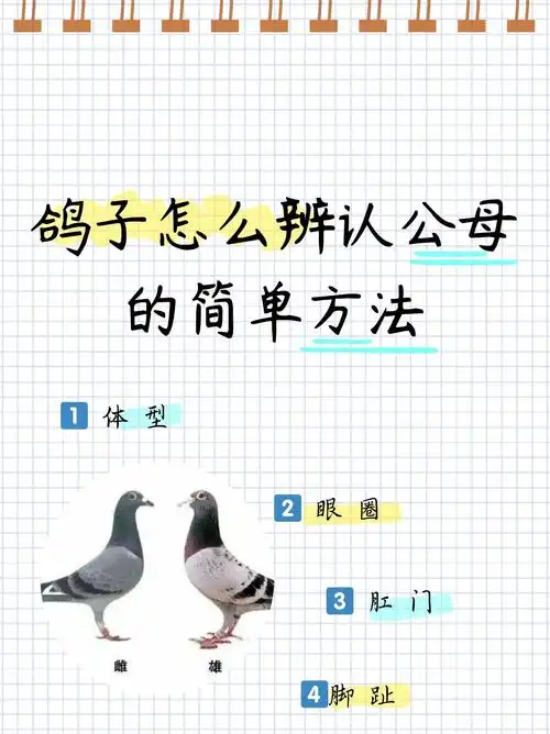 鸽子怎么辨认公母的简单方法   揭秘!如何慧眼识"鸽"分公母?