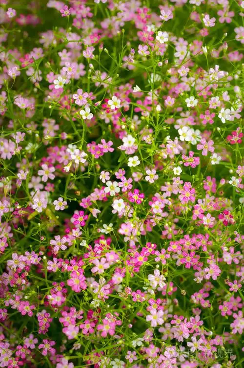 满天星花的特写照片-正版商用图片1l6zkp-摄图新视界