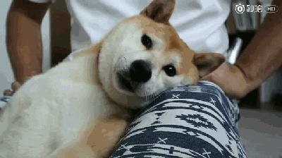 只是这只柴柴的表情太丰富了,戏份十足啊,哈哈.