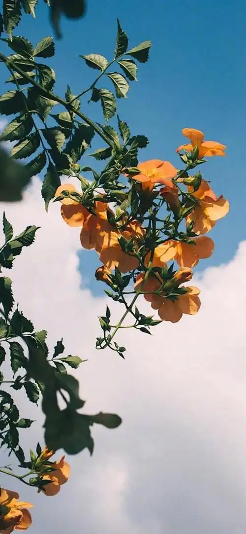 iphone11pro max - 堆糖,美图壁纸兴趣社区