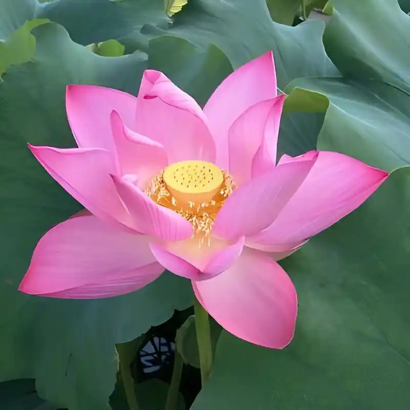 送给中老年朋友作为头像,可以把你的头像发在评论区吗#新年头像 - 抖