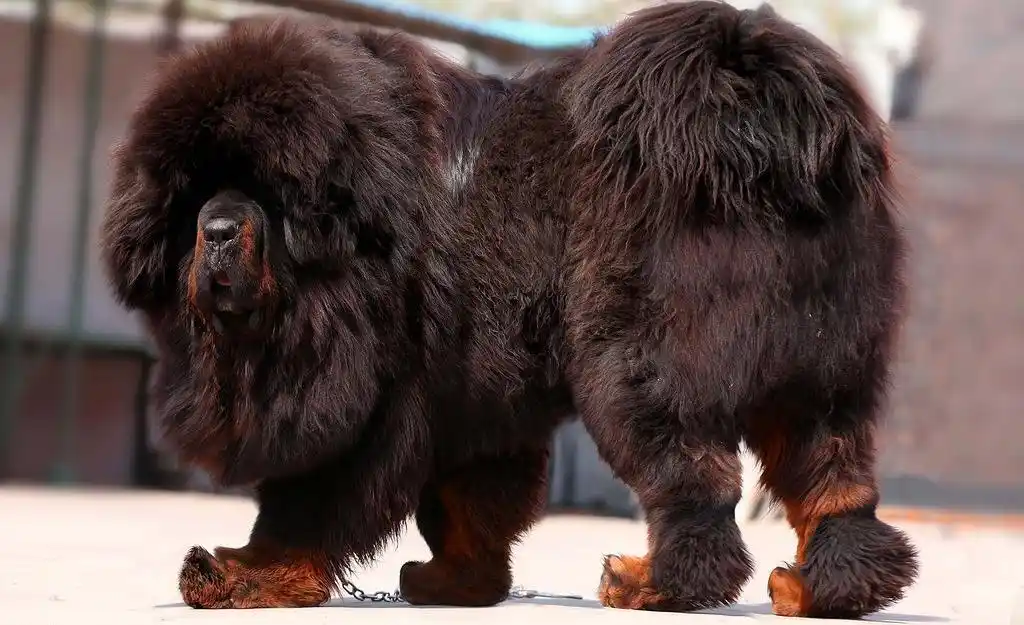 贪图便宜买回一只藏獒,几个月后人人躲着走,还被送到了动物园!