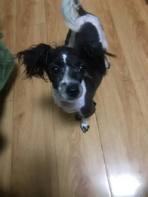 无偿领养8个月大黑白花泰迪串串,狗狗之前是流浪狗,捡到以后带它去洗