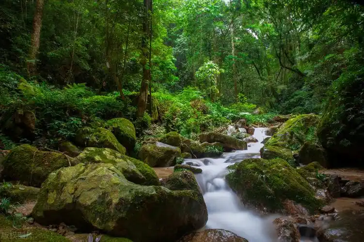 爱上大自然的一抹绿,轻松玩转森林秘境,打卡8处国内最美森林