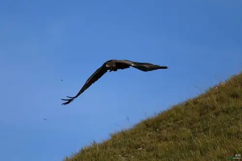 雄鹰起飞草原雕