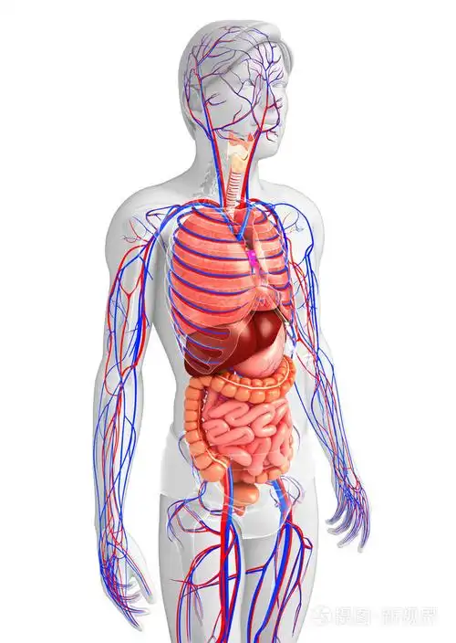 消化和循环系统的男性身体