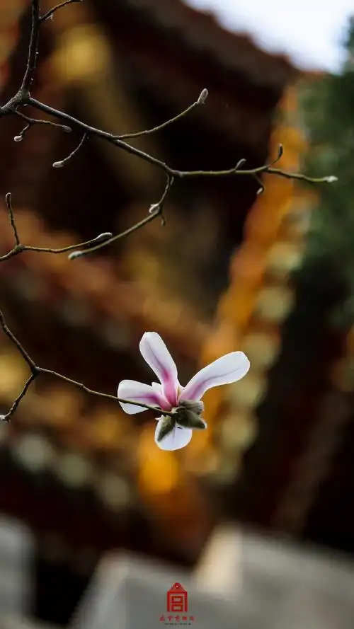 春日故宫玉兰壁纸##有一种意境叫中式美学