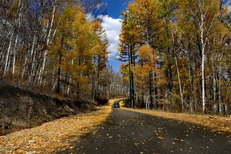 亲影所见黄金路