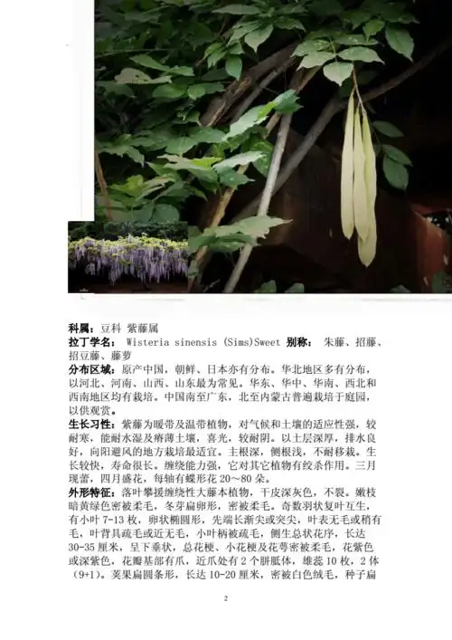 高中生物竞赛精品资料之常见植物资料收集.doc