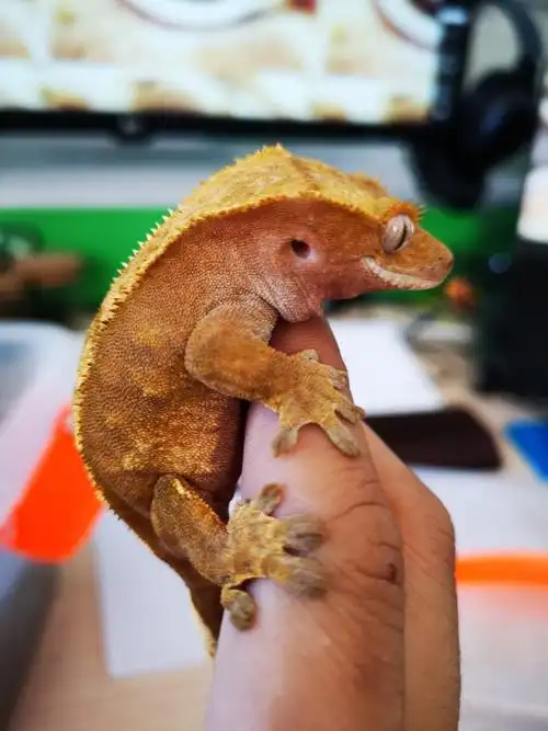 养一只守宫是怎样的体验? - 知乎