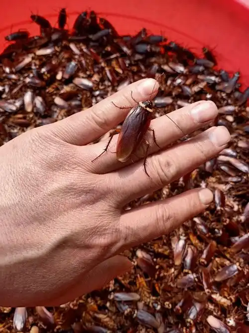 蟑螂美州大蠊出售货源充沛