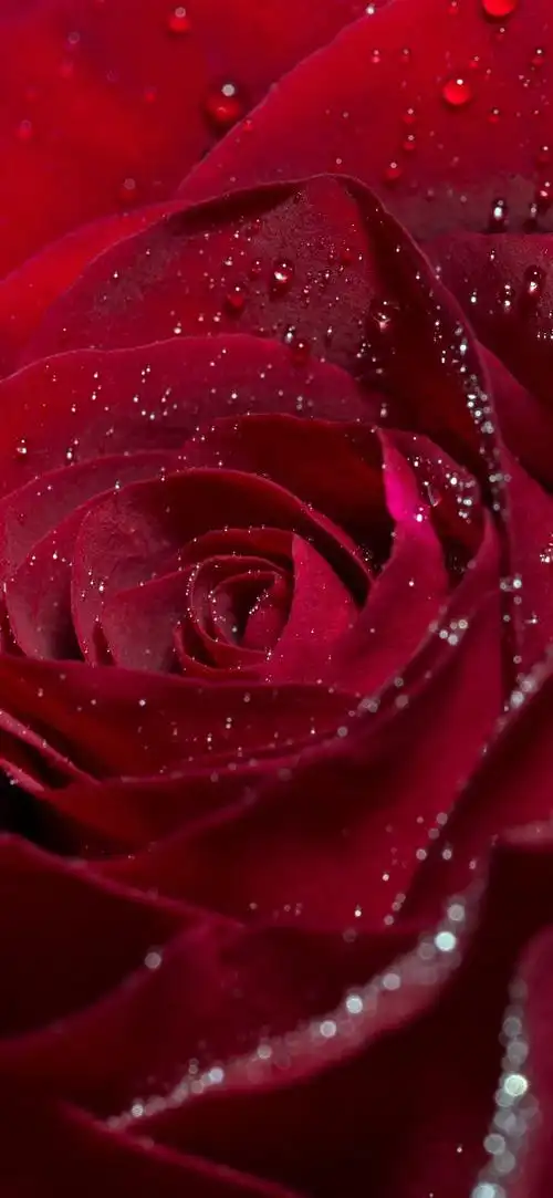 红玫瑰,花,花瓣,水滴 iphone 壁纸