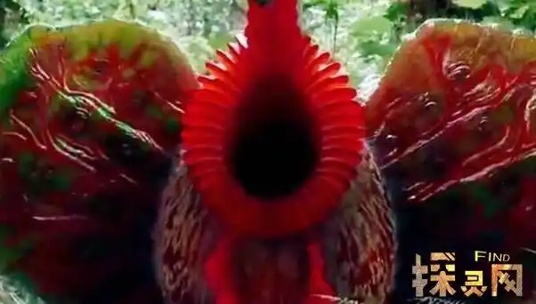 世界上最大的花大王花吃人图片超恐怖散发腐臭2