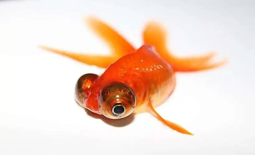 客厅摆放风水鱼,财运享不停!