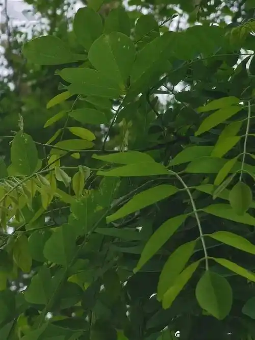 槐花_刺槐_国槐