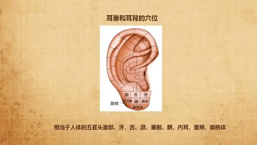 第十节耳穴详解7耳垂与耳背穴9月13日