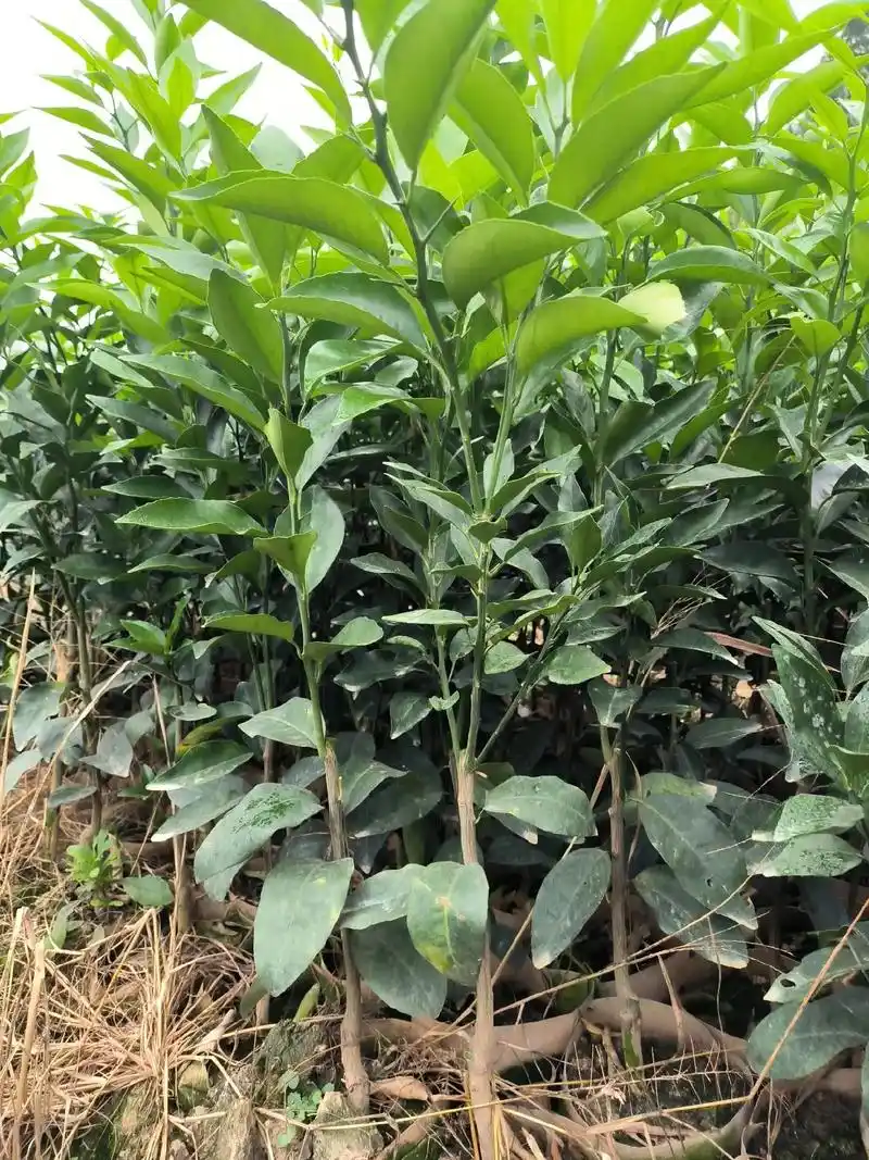苗木种植基地 #沃柑苗 #武鸣沃柑 大叶积壳沃柑大杯苗,, - 抖音