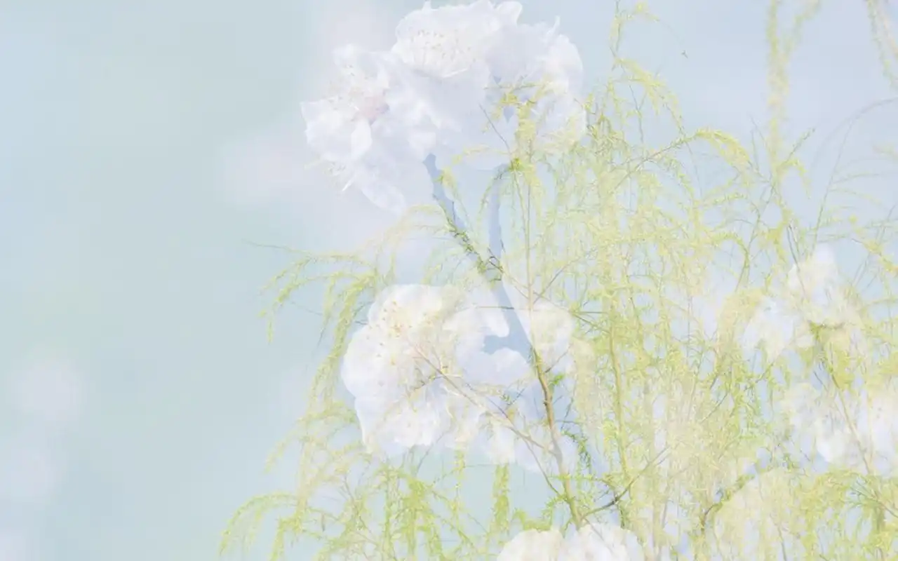 唯美清新花卉微距摄影图片电脑壁纸