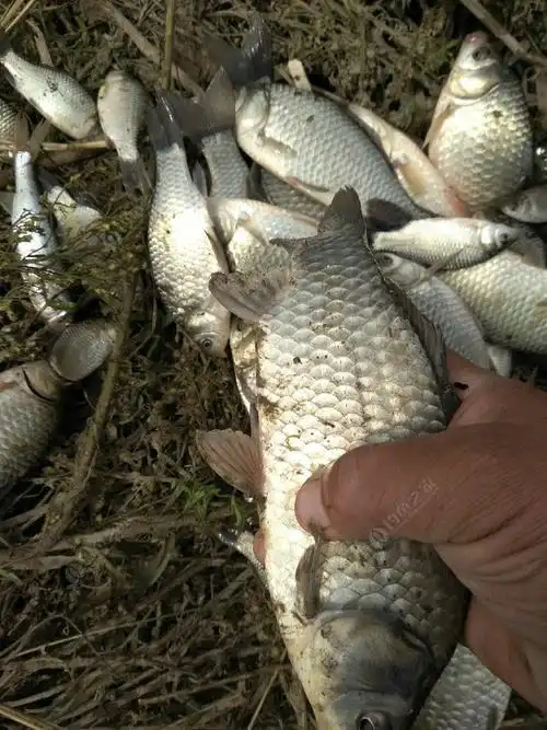 丹江河野钓(四) 钓鱼之家饵料钓鲫鱼