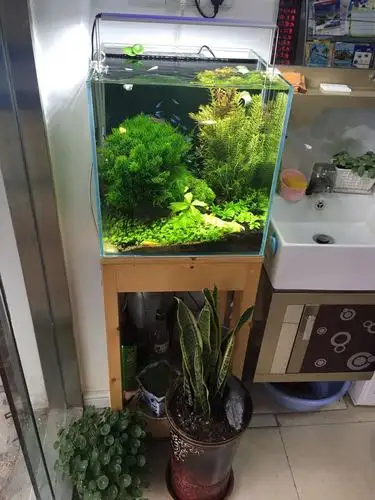 放店里的40背滤缸