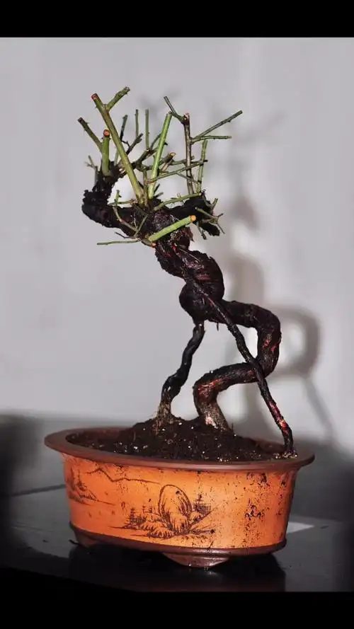 放养了两年多的山木香上盆了,服盆后再慢慢嫁接