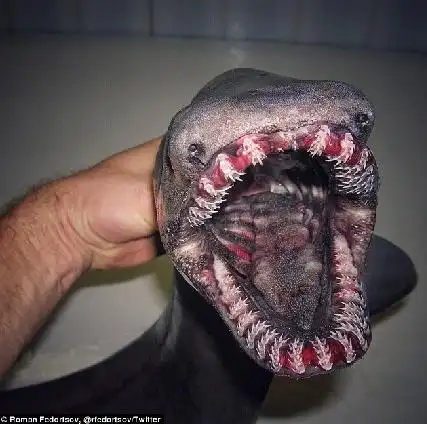 俄罗斯渔夫晒深海怪鱼如外星生物