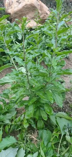 与作用的作用与功效(一下野生枸杞叶的功效和作用惊人的疗效令人赞叹)