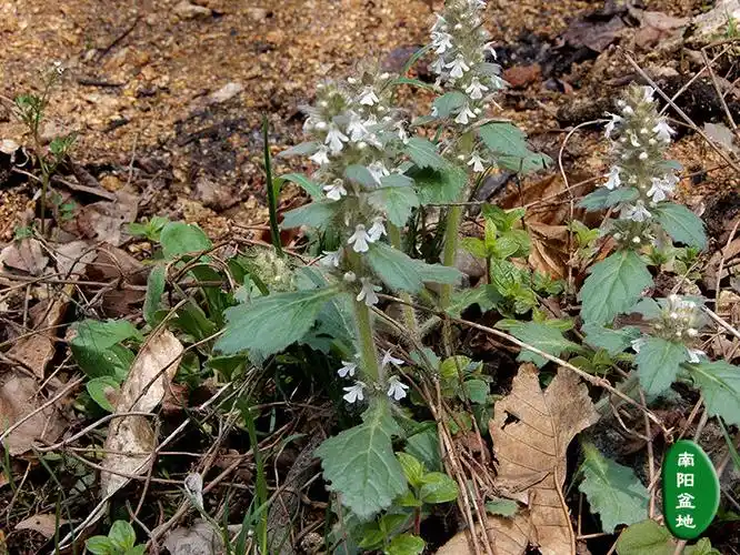 伟博白毛夏枯草散血草晒干破血丹中药材筋骨草过冬青苦草500克500g