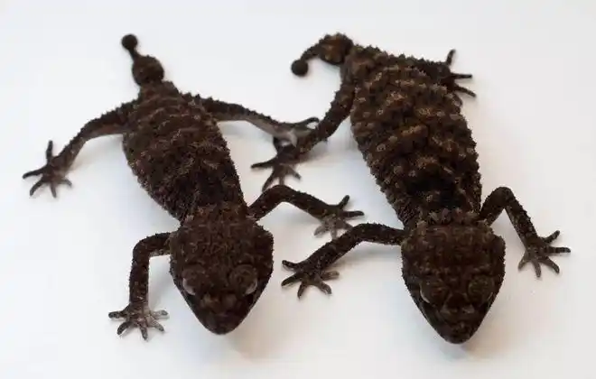 视频澳洲瘤尾守宫棘皮大部队参见