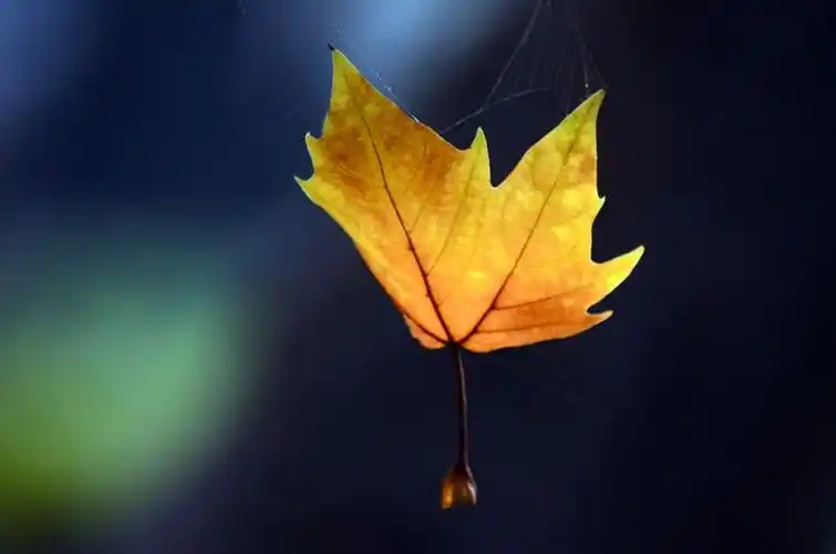 【2011摄影俱乐部典藏--生态及微距一片落叶】