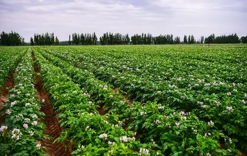 图集高质量发展的现代农业甘肃农垦条山农场万亩土豆农田