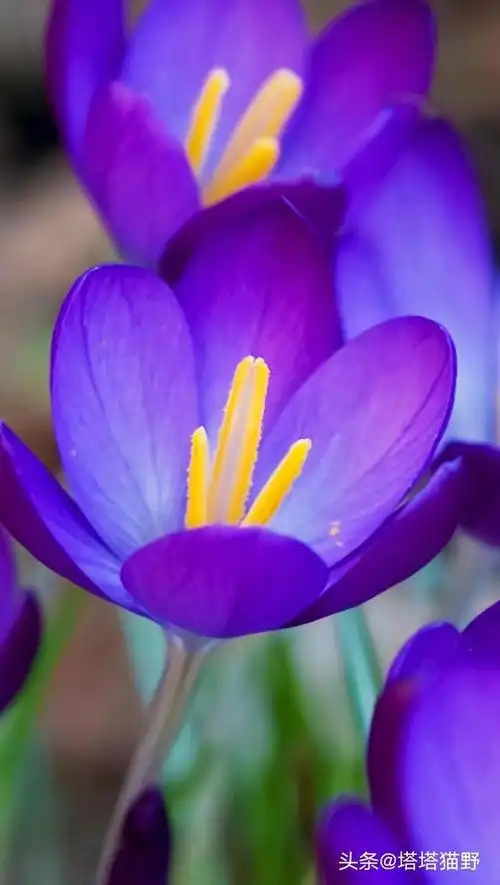 分享图片——淡紫色高清唯美花朵_网易订阅