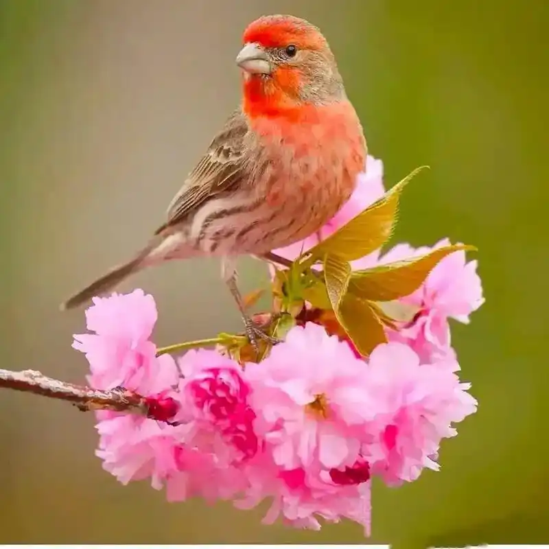 一组花鸟图和友友们分享!心中有善念,四处有美景,心宽了,生活 - 抖音