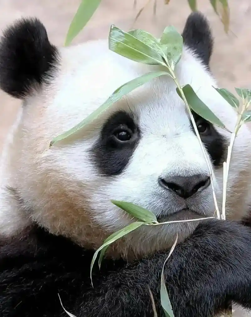 漂亮小熊福宝.福宝的照片真的好适合当#头像 镜头感满满#大熊 - 抖音