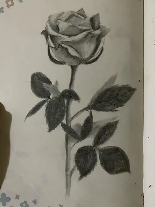 玫瑰铅笔画临摹