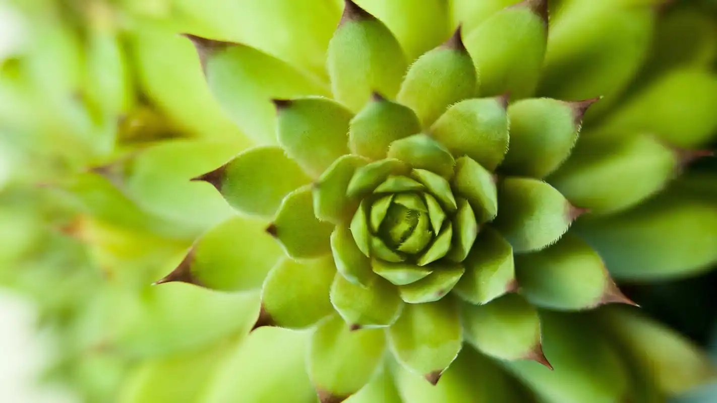 绿色清新的多肉植物微距摄影高清宽屏桌面壁纸
