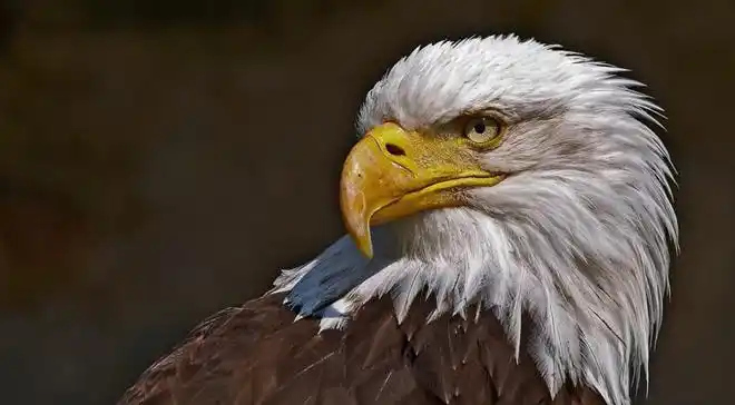 为何老鹰从来不吃喜鹊让人意想不到的答案喜鹊到底有多厉害