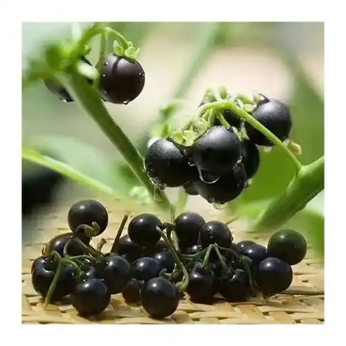 东北特产新鲜黑天天黑悠悠黑星星黑呦呦250g食用水果龙葵果