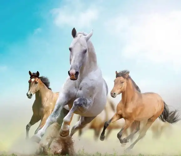 骏马奔腾