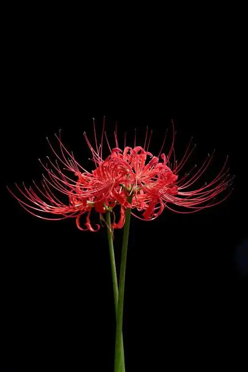 传说中只生长在冥界的四大"死亡之花",你或许见过而不自知