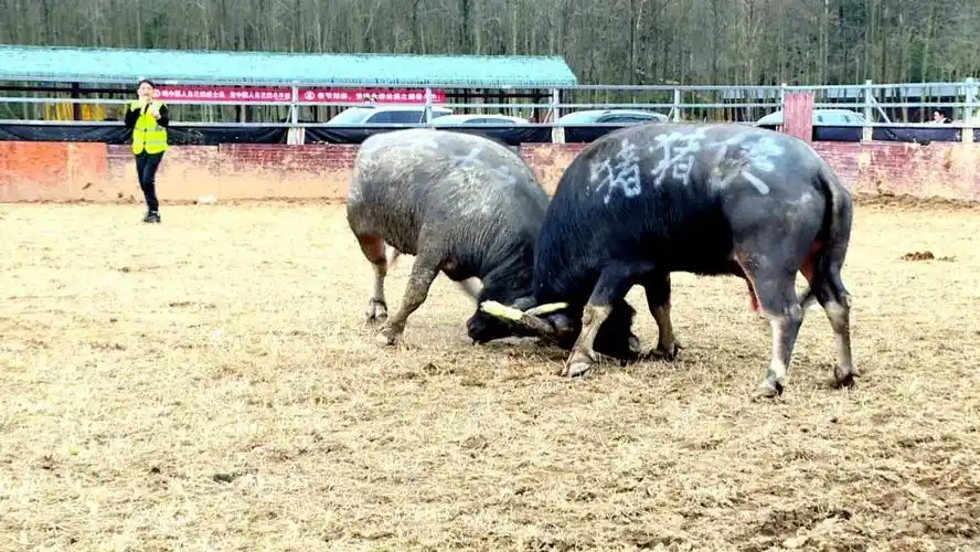 【新春走基层】永修:观非遗斗牛 享缤纷假期 - 永修县