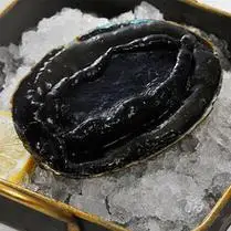 活冻黑金鲍澳大利亚一头鲍澳洲鲍鱼新西兰生冻大鲍鱼刺身即食日料