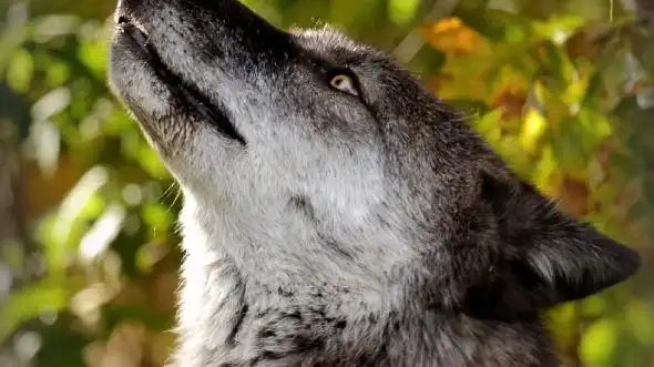 好优美的侧脸线条[哇] #狼# #犬科动物# #黑狼# ——摄影师:john