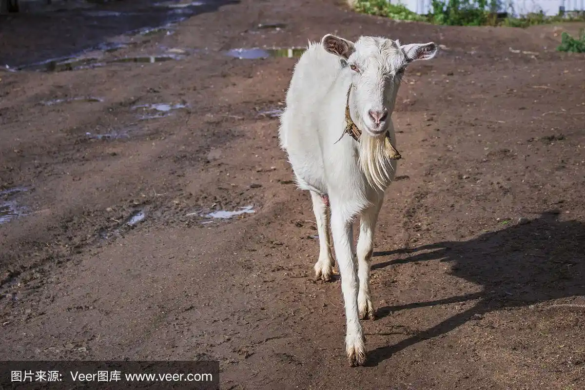农场里的山羊.白色的山羊毛.