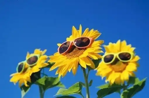 心情郁闷时:看看蓝天白云下的向日葵,会豁然开朗!