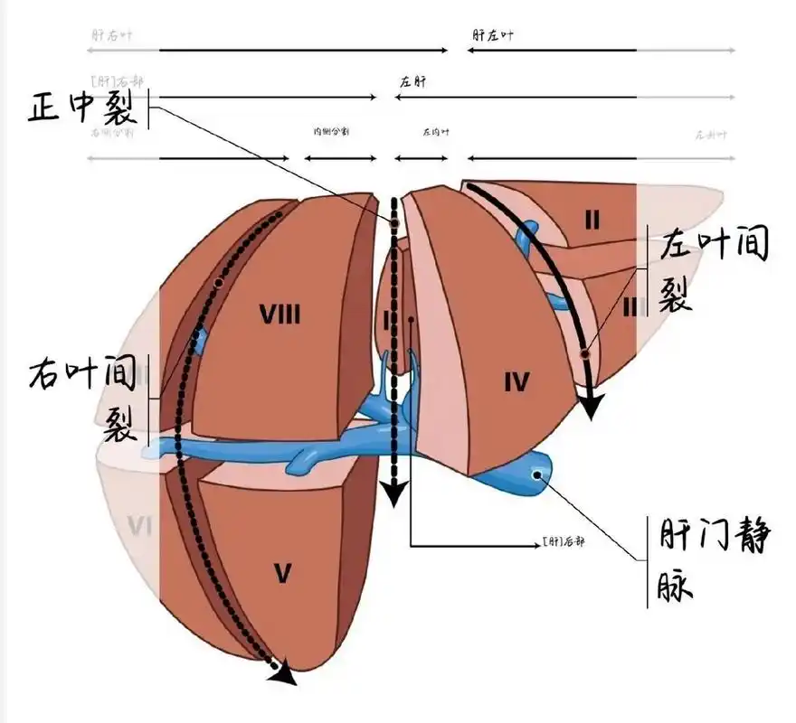一张图学知识点:肝脏couinaud解剖分段 该方法是根据glisson系统的