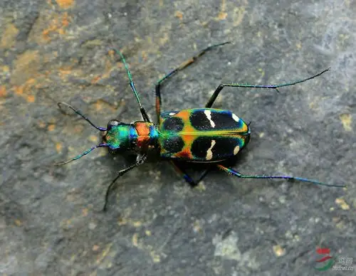 最美昆虫——中华虎甲