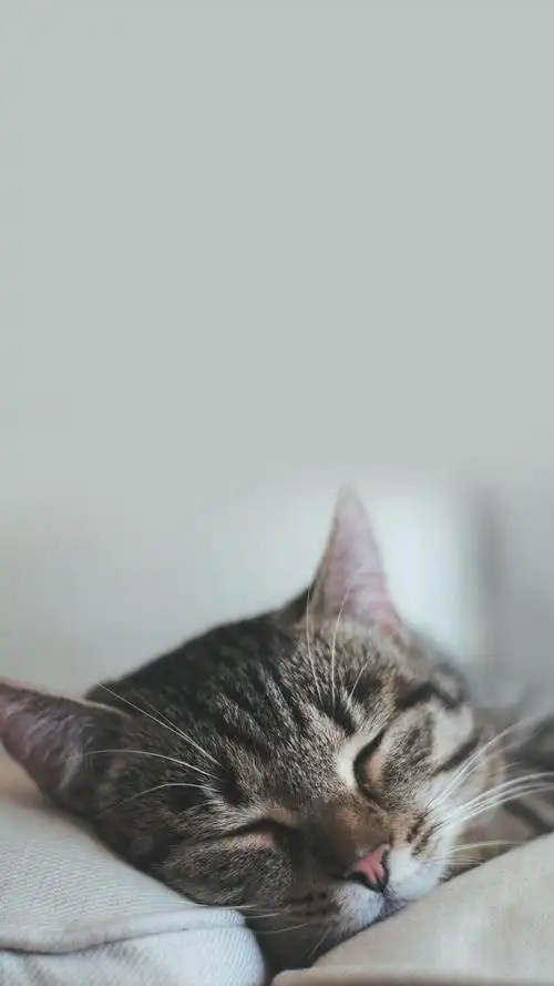 华为mate40系列壁纸