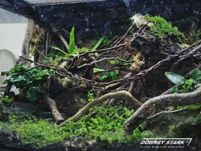 朽生新雨林缸微景观开缸